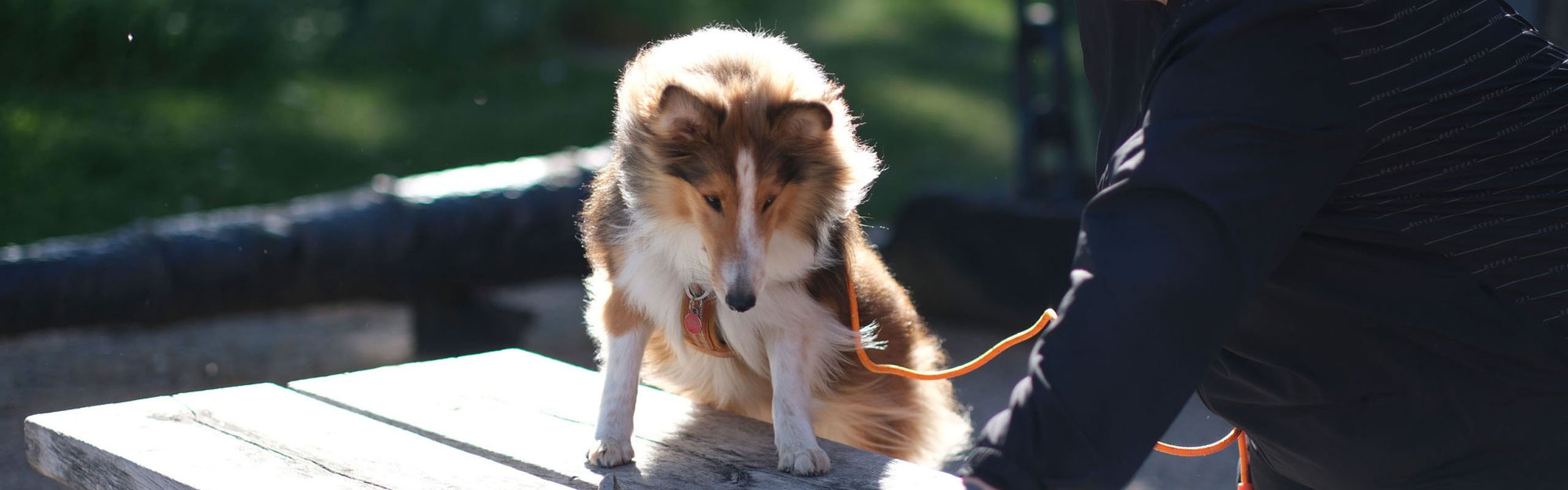 Den dedikerede hundeejers foretrukne webshop